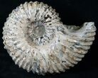 Big Douvilleiceras Ammonite - Very Heavy #15916-2